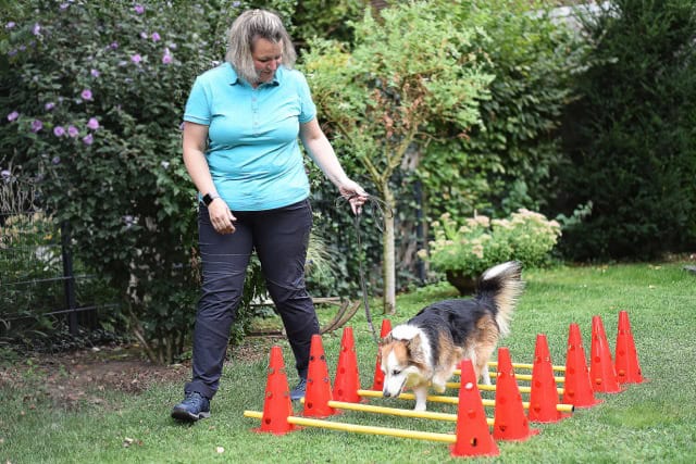 Cavaletti-Training für Hunde zur Gangschulung: Mobile Tierphysiotherapeutin führt einen Hund durch einen Parcours aus gelben Stangen und roten Pylonen im Garten.