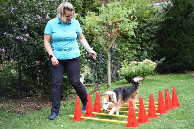 Hund beim Tierfitness-Parcours mit Trainerin