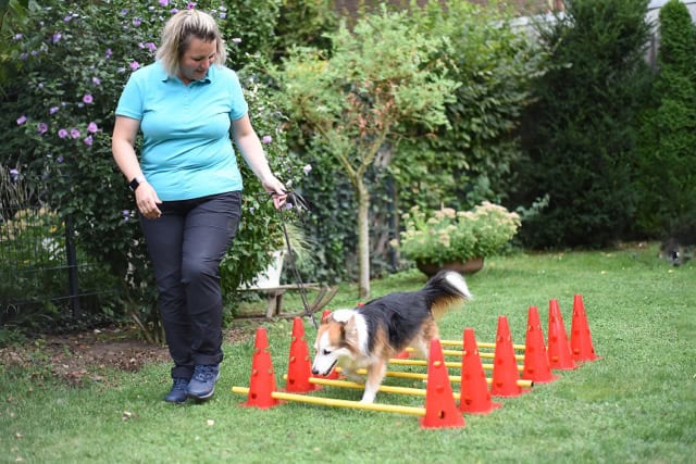 Cavaletti-Training für Hunde zur Gangschulung: Mobile Tierphysiotherapeutin führt einen Hund durch einen Parcours aus gelben Stangen und roten Pylonen im Garten.
