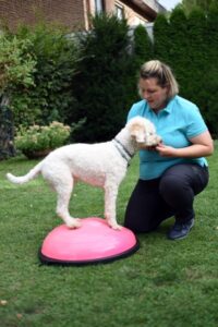 Gleichgewichtstraining für Hunde im Garten: Tierphysiotherapeutin leitet einen Lagotto Romagnolo auf einem pinken Bosu-Ball an.