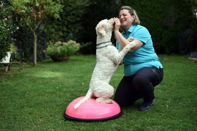 Gleichgewichtstraining für Hunde im Garten: Tierphysiotherapeutin leitet einen Lagotto Romagnolo auf einem pinken Bosu-Ball an.