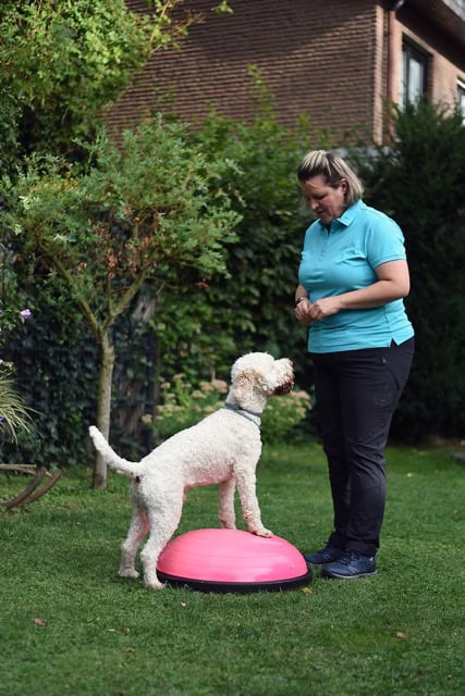 Gleichgewichtstraining für Hunde im Garten: Tierphysiotherapeutin leitet einen Lagotto Romagnolo auf einem pinken Bosu-Ball an.