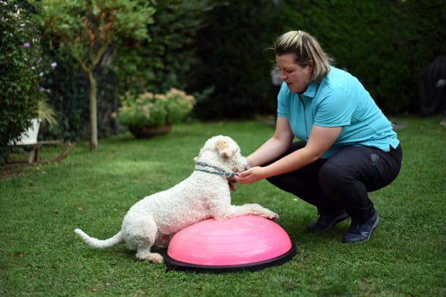 Gleichgewichtstraining für Hunde im Garten: Tierphysiotherapeutin leitet einen Lagotto Romagnolo auf einem pinken Bosu-Ball an.