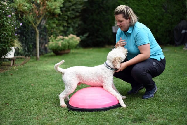Gleichgewichtstraining für Hunde im Garten: Tierphysiotherapeutin leitet einen Lagotto Romagnolo auf einem pinken Bosu-Ball an.