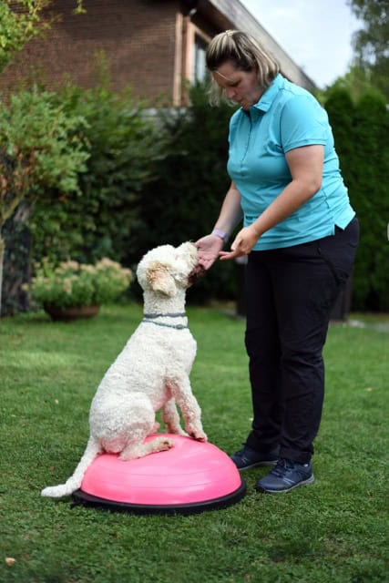 Gleichgewichtstraining für Hunde im Garten: Tierphysiotherapeutin leitet einen Lagotto Romagnolo auf einem pinken Bosu-Ball an.
