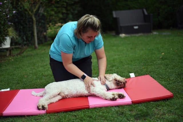 Hundemassage zur Schmerzlinderung: Eine mobile Tierphysiotherapeutin führt eine sanfte manuelle Therapie bei einem lockigen Hund auf einer rot-pinken Matte durch.