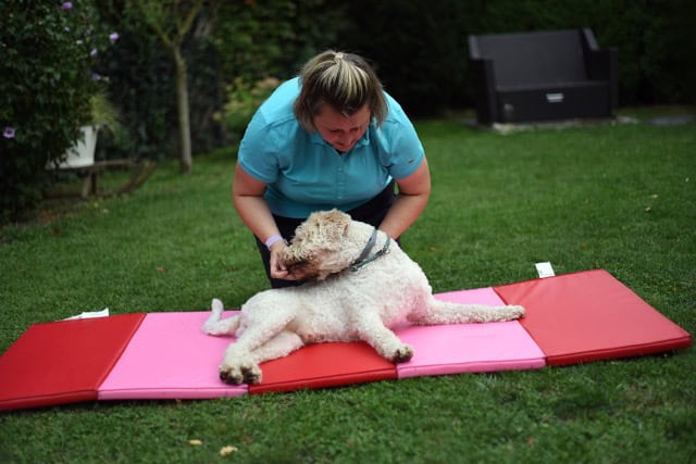 Hundemassage zur Schmerzlinderung: Eine mobile Tierphysiotherapeutin führt eine sanfte manuelle Therapie bei einem lockigen Hund auf einer rot-pinken Matte durch.