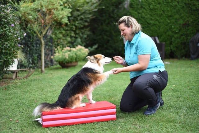 Hundephysiotherapie im Freien: Eine mobile Tierphysiotherapeutin gibt einem dreifarbigen Hund Pfötchen zur Begrüßung und Motivationsarbeit auf einer roten Matte.