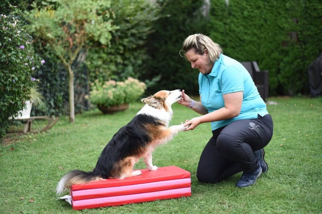 Hundephysiotherapie im Freien: Eine mobile Tierphysiotherapeutin gibt einem dreifarbigen Hund Pfötchen zur Begrüßung und Motivationsarbeit auf einer roten Matte.