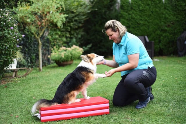 Hundephysiotherapie im Freien: Eine mobile Tierphysiotherapeutin gibt einem dreifarbigen Hund Pfötchen zur Begrüßung und Motivationsarbeit auf einer roten Matte.