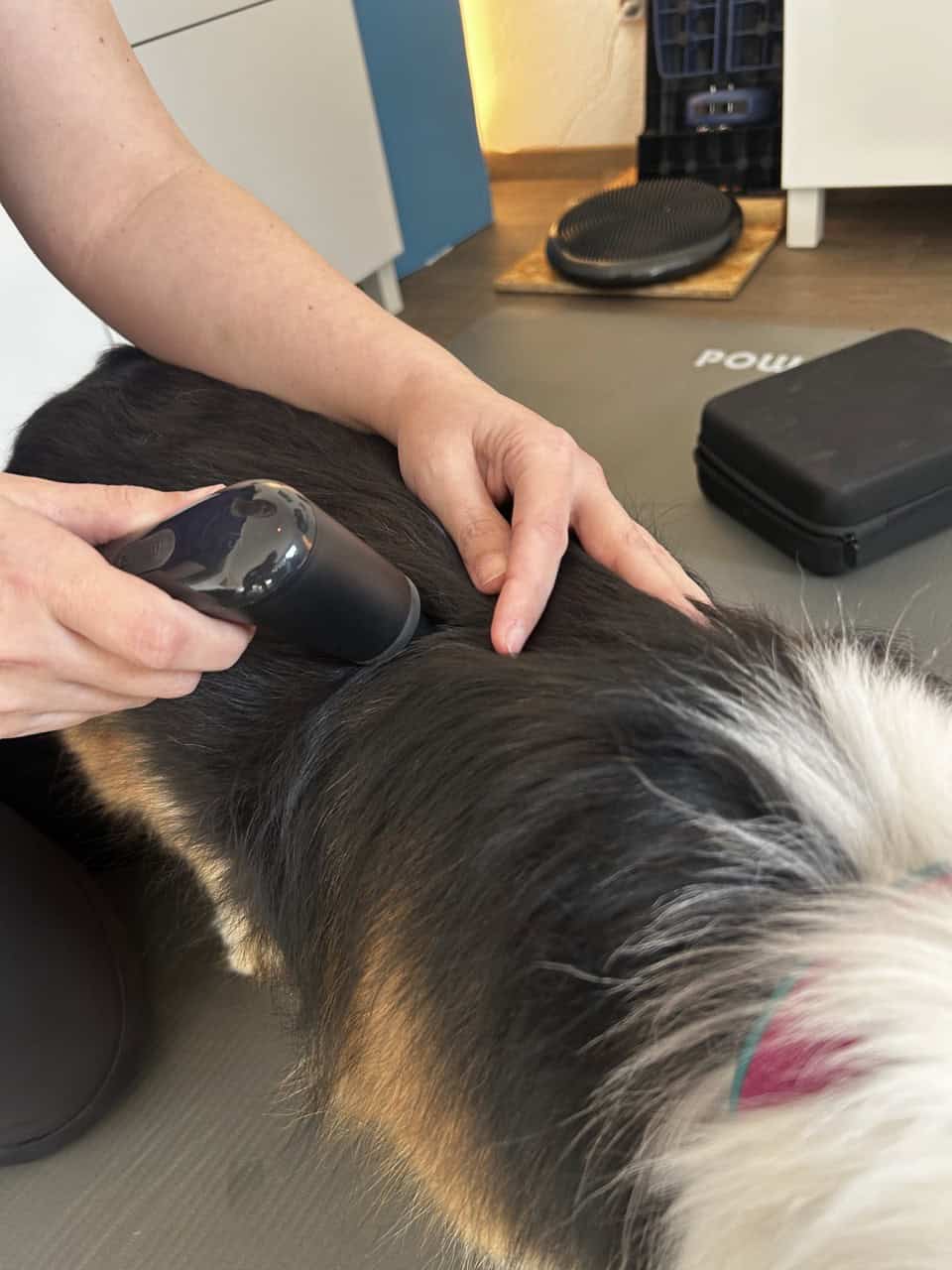 Hund beim Tierfitness-Parcours mit Trainerin