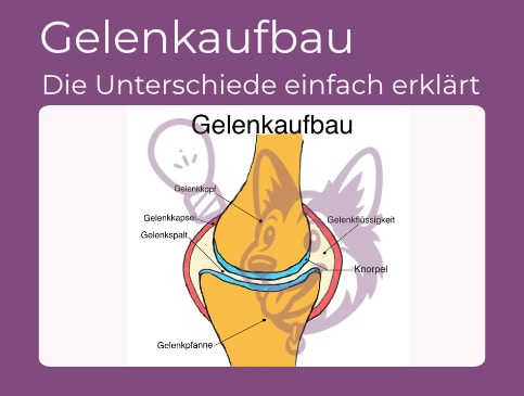 Hund beim Tierfitness-Parcours mit Trainerin