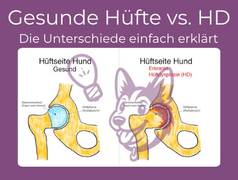 Hund beim Tierfitness-Parcours mit Trainerin