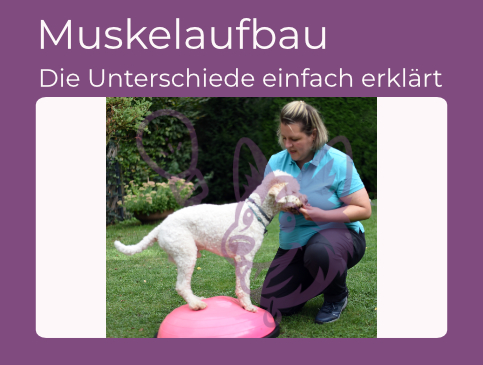 Hund beim Tierfitness-Parcours mit Trainerin