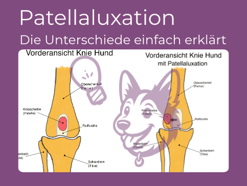 Hund beim Tierfitness-Parcours mit Trainerin