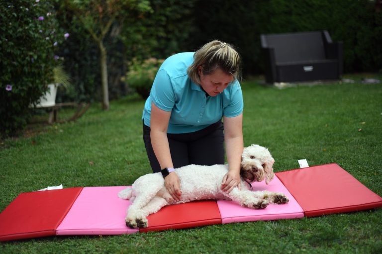 Massage von Hund in häuslicher Umgebung Zertifizierte Tierphysiotherapeutin massiert sanft einen weissen Hund auf der Seite liegend in häuslicher Umgebung