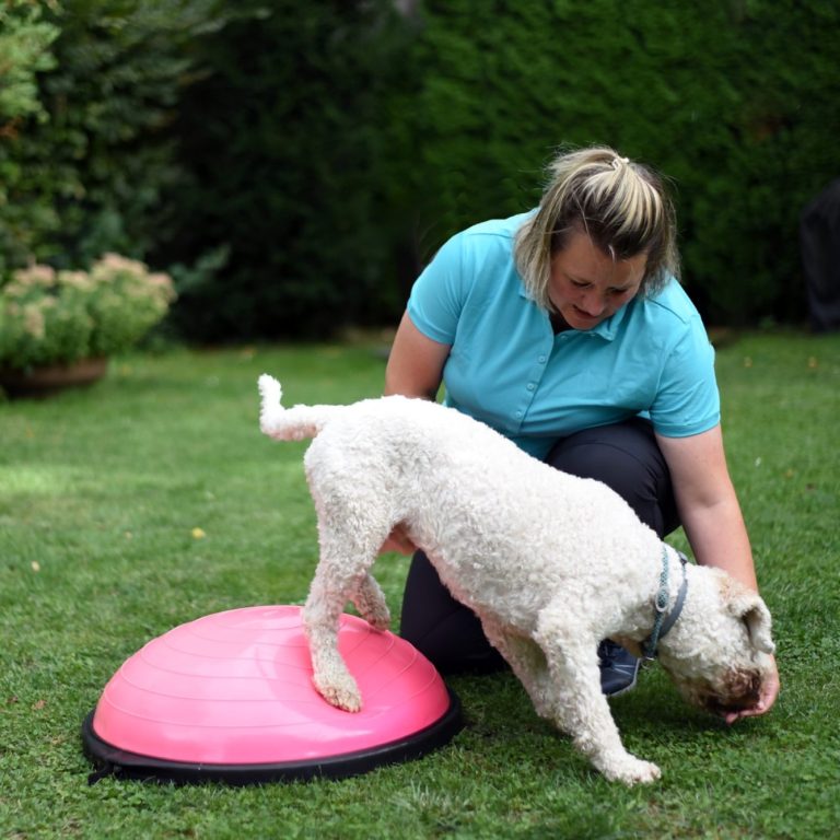 Balance-Board im Garten Eine Tierphysiotherapeutin, die mit einem Hund auf einem pinken Balance-Board im Garten trainiert.