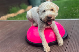 Trainingsplattform Ein fröhlicher weisser Lockiger Hund sitzt auf einer pinken Trainingsplattform im Garten.