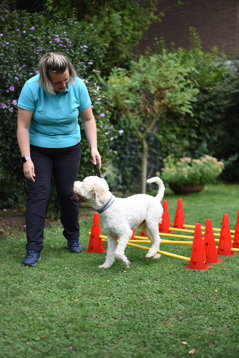 Hund im Hindernisslauf Die Tierphysiotherapeutin führt einen weissen Hund mit lockigem Fell durch einen aufgebauten Stangen Parkur