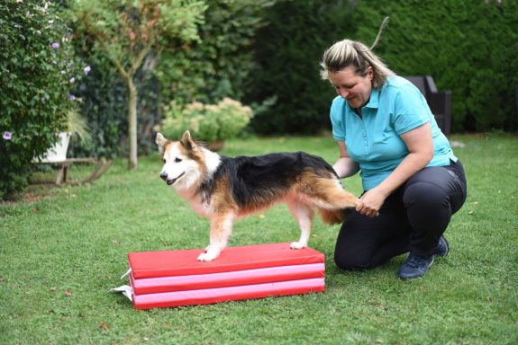 Einblicke in die Tierphysiotherapie Hund steht auf einer rot-weißen Balance-Ausrüstung, während eine Frau ihn anleitet.