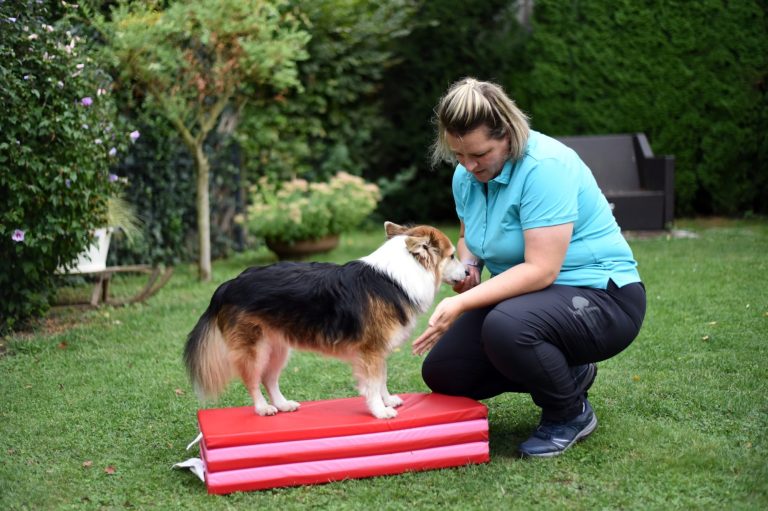 Behandlung von Hund in einem Garten Physiotherapeutin führt Bewegungstherapie mit einem Hund durch.