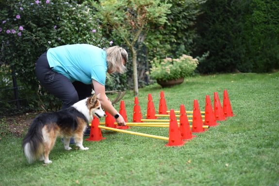Eine Frau positioniert Hindernisse für ein Agility-Training mit einem Hund im Garten.