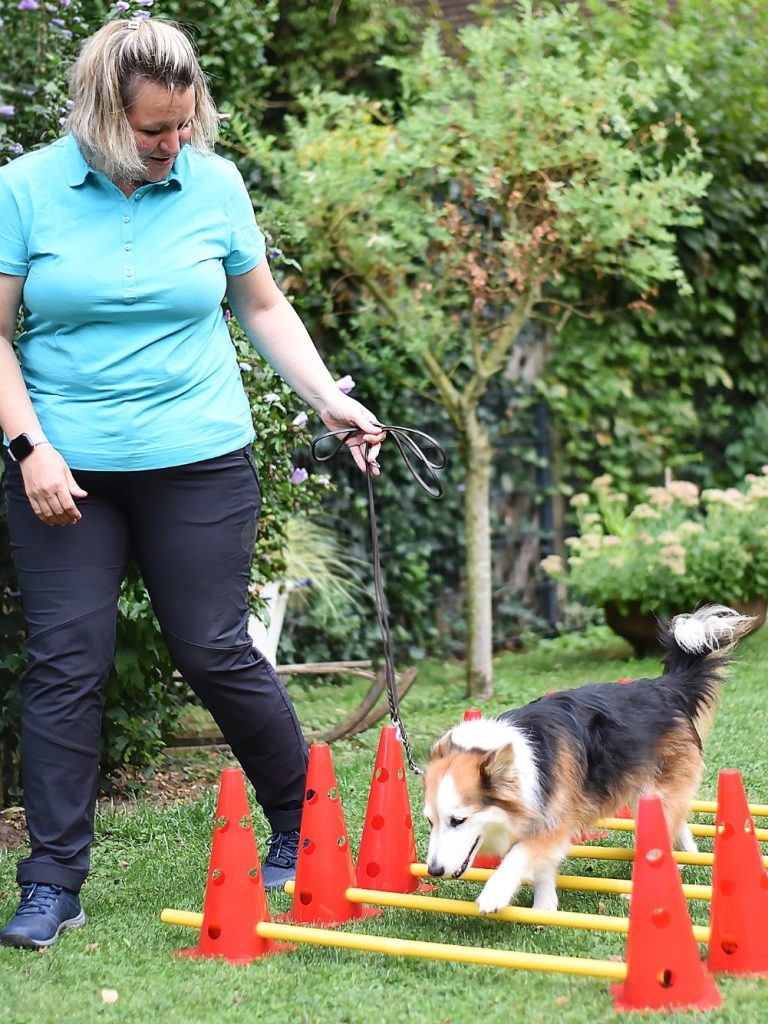Hindernisse im Garten. Eine Tierphysiotherapeutin führt einen Hund durch aufgebaute Hindernisse im Garten.