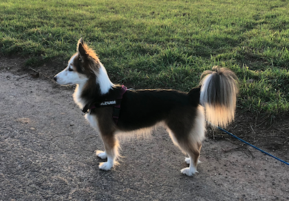 kleiner Hund Ein kleiner Hund mit langem Fell steht auf einem Weg, umgeben von grünem Gras.
